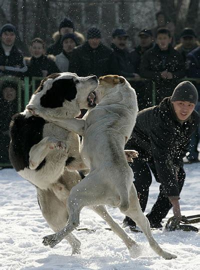 组图：凶猛激烈的吉尔吉斯斯坦斗狗大赛-搜狐新闻