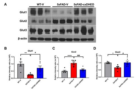 Effect of cx-DHED on Abnormal Glucose Transporter Expression Induced by ...