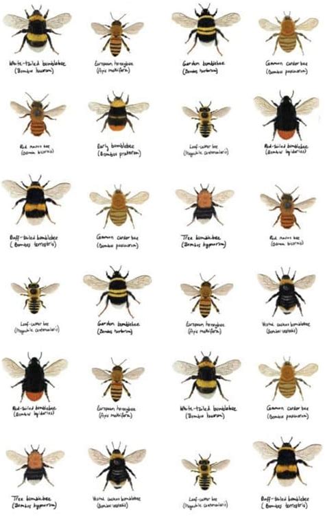 Bee Swarm Simulator Script Pastbien 的图像结果