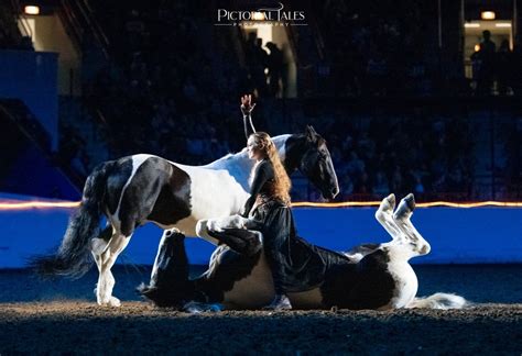 Inspiring Liberty Work Performances — Braveheart Beasts - Liberty Work - Horse Trainer