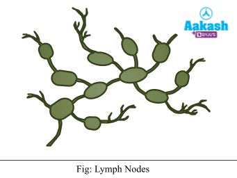 Acquired immunity: Definiton, Types of Immunity and Practice Questions ...