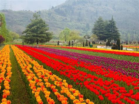 Asia’s largest tulip garden is in full bloom in Kashmir | Condé Nast ...