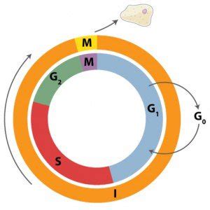 Give graphic representation of cell cycle.