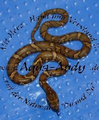 Amurnatter Elaphe schrenckii in Volkach | Tiere | Kleinanzeigen