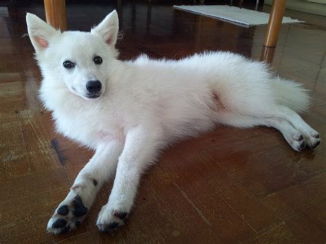 Japanese Spitz - Puppies, Rescue, Pictures, Information, Temperament, Characteristics | Animals ...