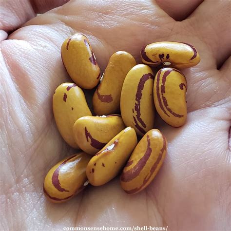 Image result for Shell Beans