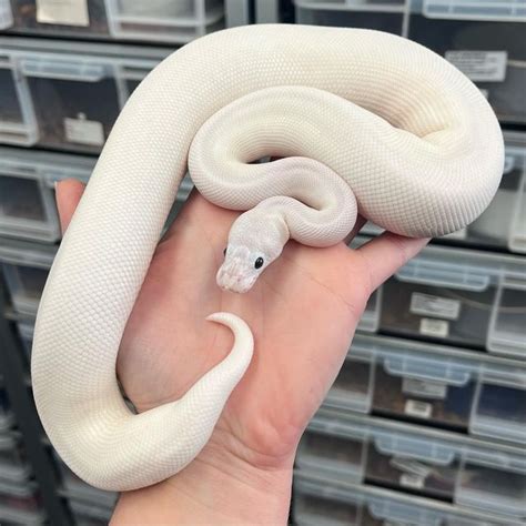 Image result for Female Lesser Ball Python