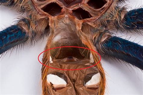 Female Vs Male Tarantula Molt: Spotting The Differences