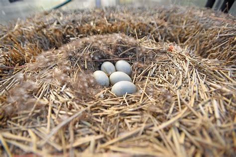 Mallard Duck Nest Mallard Research Update March 2017 Fish & Game