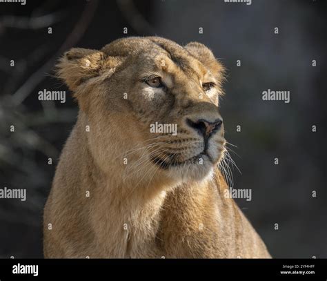 Asiatic Lion (Panthera leo persica), female, portrait, occurring in ...