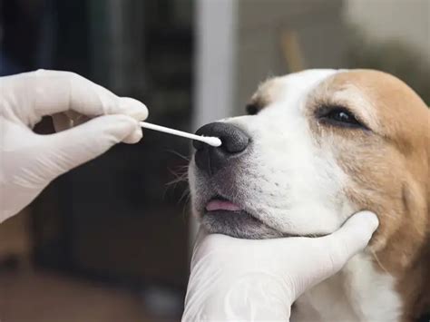 Bat origin - If you think you have COVID-19, it might be best to stay ...