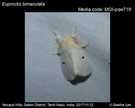 Euproctis bimaculata | Moths