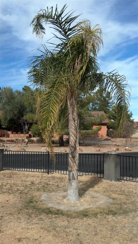 pruning - When does a queen palm need trimming? - Gardening & Landscaping Stack Exchange