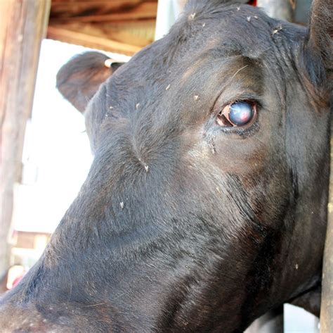 Pesky Flies Disrupt India's Key Dairy, Poultry Industries - FlyTrap®