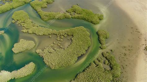 Swamp Aerial View 的图像结果