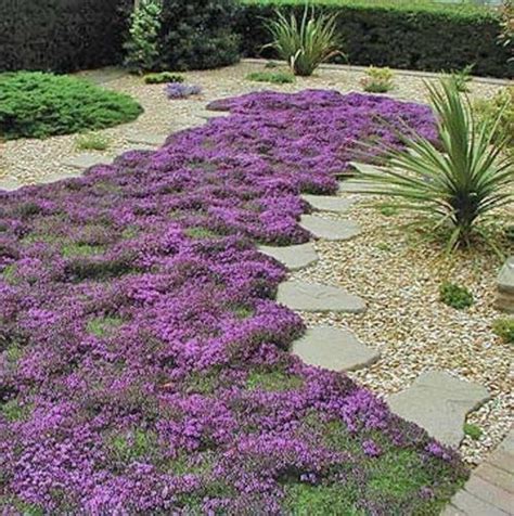Low Maintenance Plants Ground Cover - Garden Plant