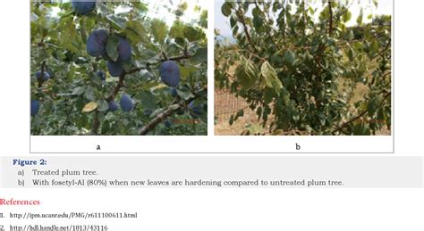 Image result for Root Rot Plum Tree