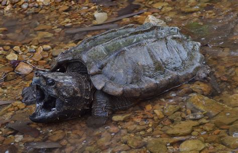 Image result for Alligator Snapping Turtle Location