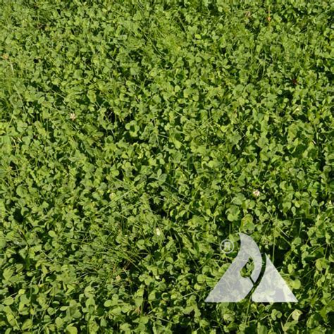 Microclover Lawn 的图像结果