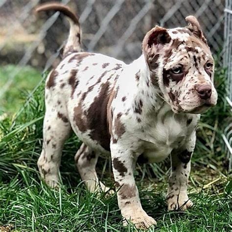 Huge pitbull puppies for sale blue nose pitbulls merle tri lilac ...