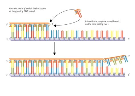 DNA Replication Model Labeled 的图像结果