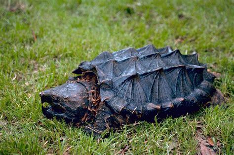 Image result for Large Alligator Snapping Turtle