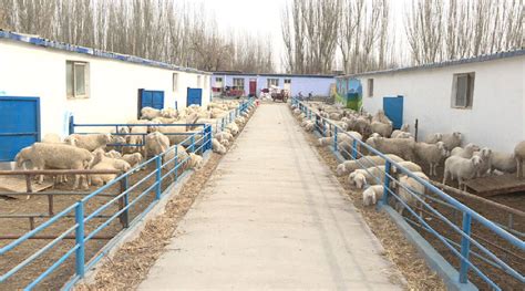 湖羊养殖拓宽群众致富路_县域经济网
