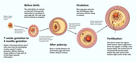 Future Eggs and Sperm - Lozier Institute