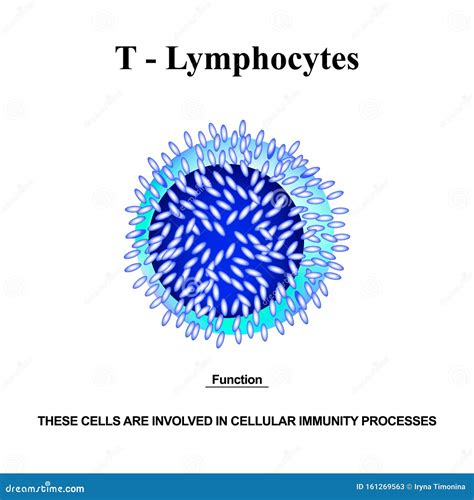 Image result for B Lymphocytes Function