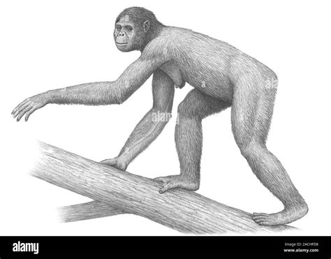 Image result for Ardipithecus Ramidus Fossils