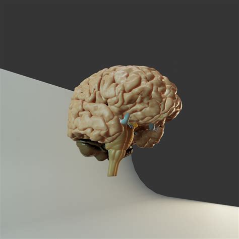 Brain Model human free 3D model | CGTrader