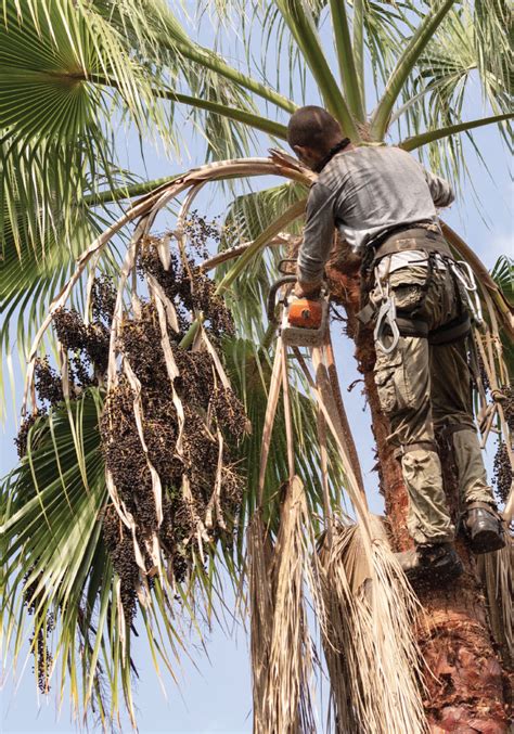 Image result for KERF Cut Tree Felling