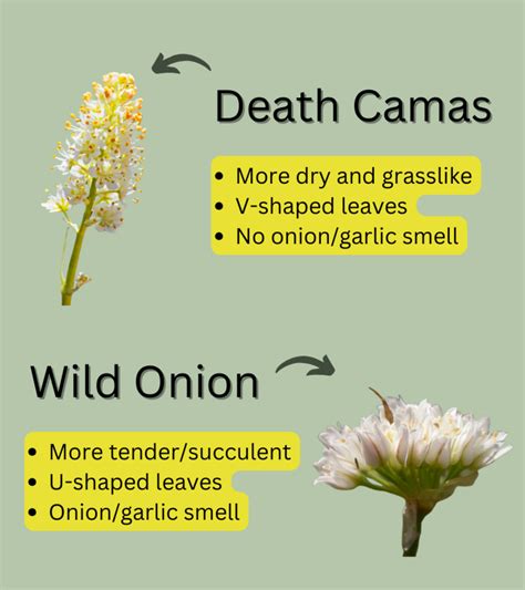 Edible Wild: You Can Eat Wild Onion Grass and Wild Garlic - HubPages