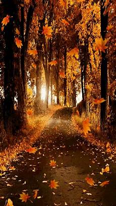 Fall Backgrounds Gif by Leaves Falling On Path Trees Animated Autumn Leaves Fall Fall Backgrounds Gif