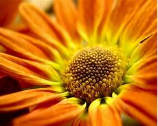 Flowers Desktop Wallpapers by Gallery Most Beautiful Flowers Wallpapers Of Flowers Desktop Wallpapers