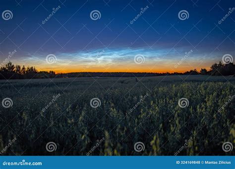 Farming, Harvesting, Wheat Field at Night on Noctilucent Clouds Background Stock Photo - Image ...
