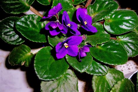 What Does An African Violet Plant Look Like at Chad Christensen blog