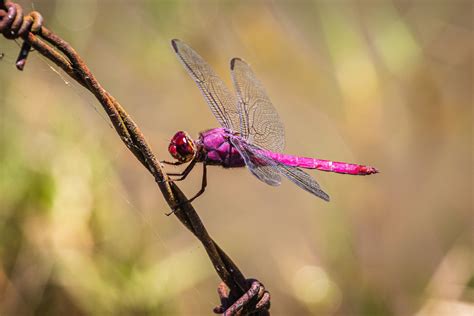 Dragonfly Color Symbolism: 11 Different Colors of Dragonflies and Their ...