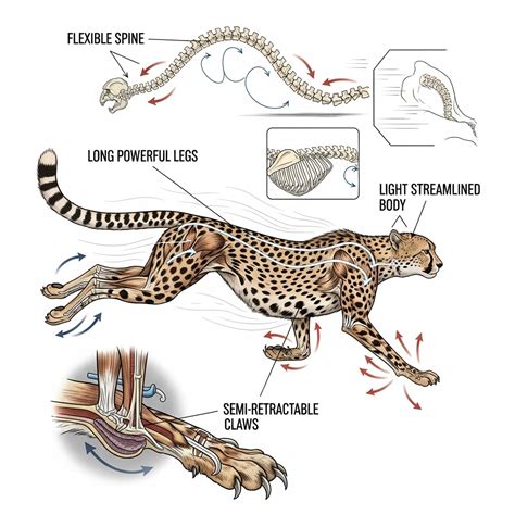 Anatomy Of Speed: Physical Characteristics Of Cheetahs Explained