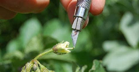 NUEVO MÉTODO PARA LA CRÍA DE CULTIVOS MÁS SOSTENIBLES QUE MEJORAN A ...