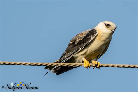 Black-winged Kite,કપાસી