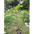 Cloud Farm Live Rare Red Rambutan Hybrid Exotic Fruit Seedling Live ...
