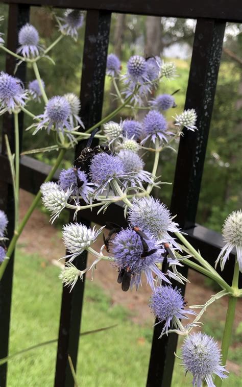 Rattlesnake Master