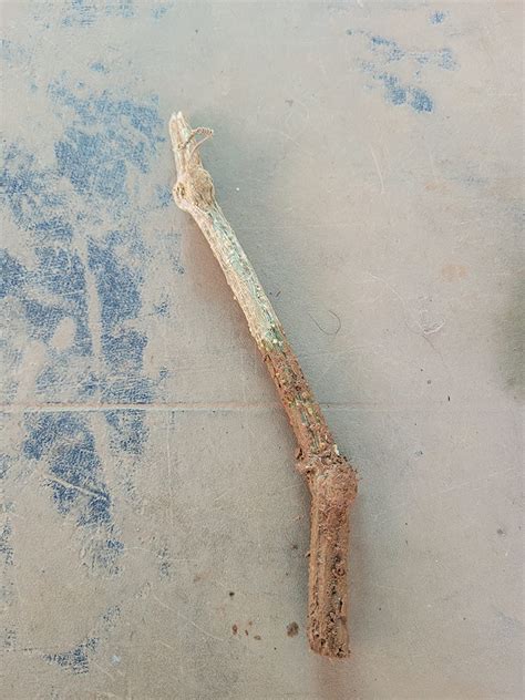 Creative Farmer Plant For Garden Live Ivy Gourd Balcony/Terrace (Stem ...