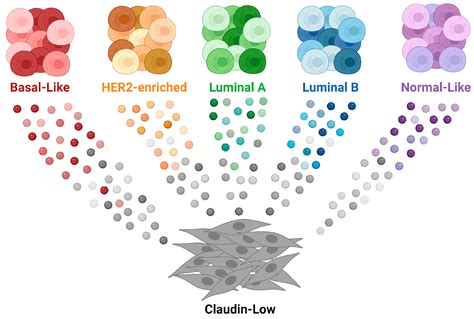 Cellular Plasticity in Mammary Gland Development and Breast Cancer