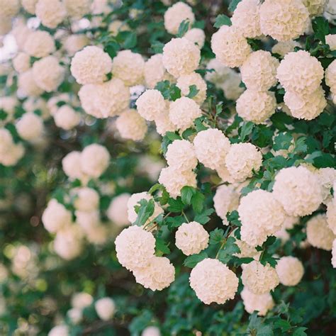 Snowball Bush Viburnum for Sale Online - The Greenhouse