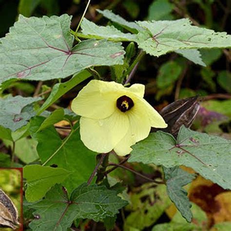 Buy Abelmoschus moschatus - Plant online from Nurserylive at lowest price.