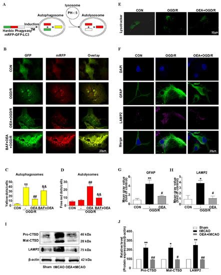 PPARα Inhibits Astrocyte Inflammation Activation by Restoring ...