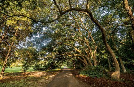 South Carolina Agriculture 的图像结果