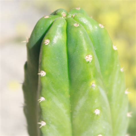 San Pedro Cactus 'Echinopsis pachanoi' - Fast Delivery | Planet Desert